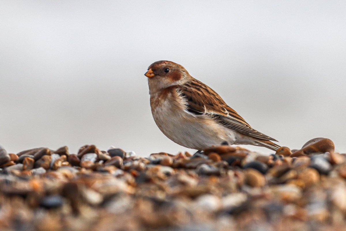 Tom Swarman (@suffolkbirder87) on Twitter photo Snow bunting from Minsmere beach 
<a href="/RSPBMinsmere/">RSPB Minsmere π</a> <a href="/SuffolkBirdGrp/">Suffolk Bird Group</a> <a href="/BTO_Suffolk/">BTO Suffolk</a> Snow bunting from Minsmere beach 
<a href="/RSPBMinsmere/">RSPB Minsmere π</a> <a href="/SuffolkBirdGrp/">Suffolk Bird Group</a> <a href="/BTO_Suffolk/">BTO Suffolk</a>