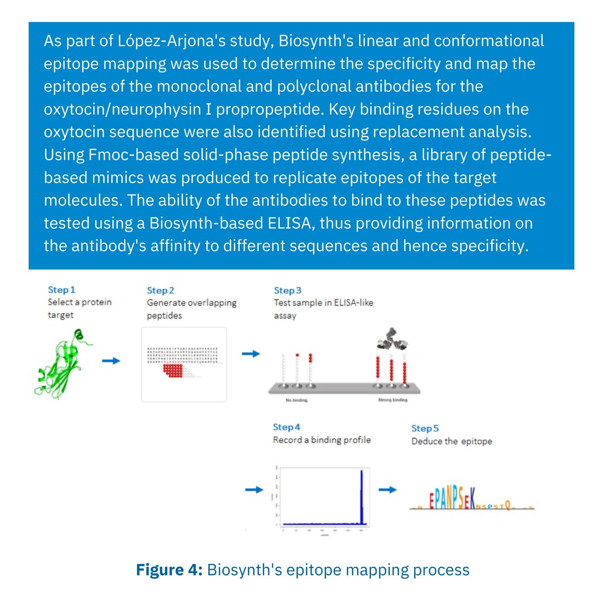 BiosynthGroup's tweet image. Part 4/4 Biosynth&apos;s #epitopemapping discovered that a #monoclonalantibody based assay detecting #oxytocin in human #saliva had greater specificity than one featuring a polyclonal antibody. Find out more in the López-Arjona&apos;s publication shorturl.at/ZEuwn

#anitbodyprofiling