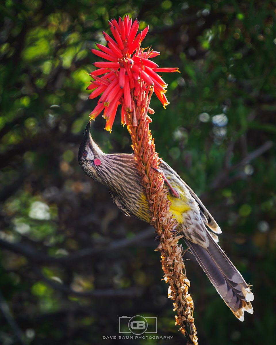 dBaunPhoto's tweet photo. The red wattlebird is the second largest Australian honeyeater. One off the cool birds I often see around home.
Olympus OM-1
M.Zuiko 40-150 2.8 Pro +MC-14 1.4 TC
175 mm | 1/250 sec | F 4.0 | ISO 250
#RedWattlebird
#Bird
#HallettCove
#Australia
#OMSystem
#ItsInOurNATURE
#OM1 https://t.co/r0f0xLishy