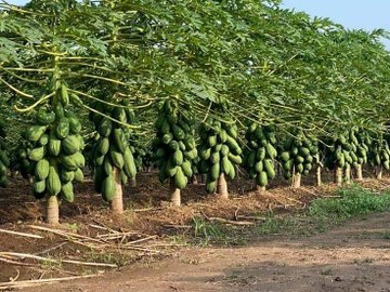 VamideAgble's tweet photo. One of the lucrative agribusinesses youth could venture into and make the best out of it through investments in marketing, climate smart technologies like drip irrigations, good management practices like weed control, etc https://t.co/OTSVSLrBsQ