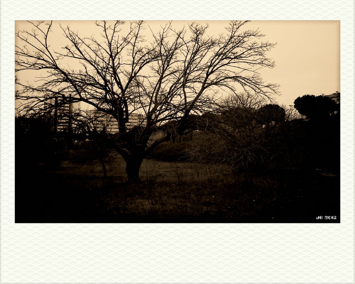 johbeil's tweet photo. Platinotype landscapes in instant wide format. Park-like area on the outskirts of Rome, Italy.
#platinotype #landscape #photography #Rome #Italy #xperia #VignetteForAndroid https://t.co/nSde0W2Z7m