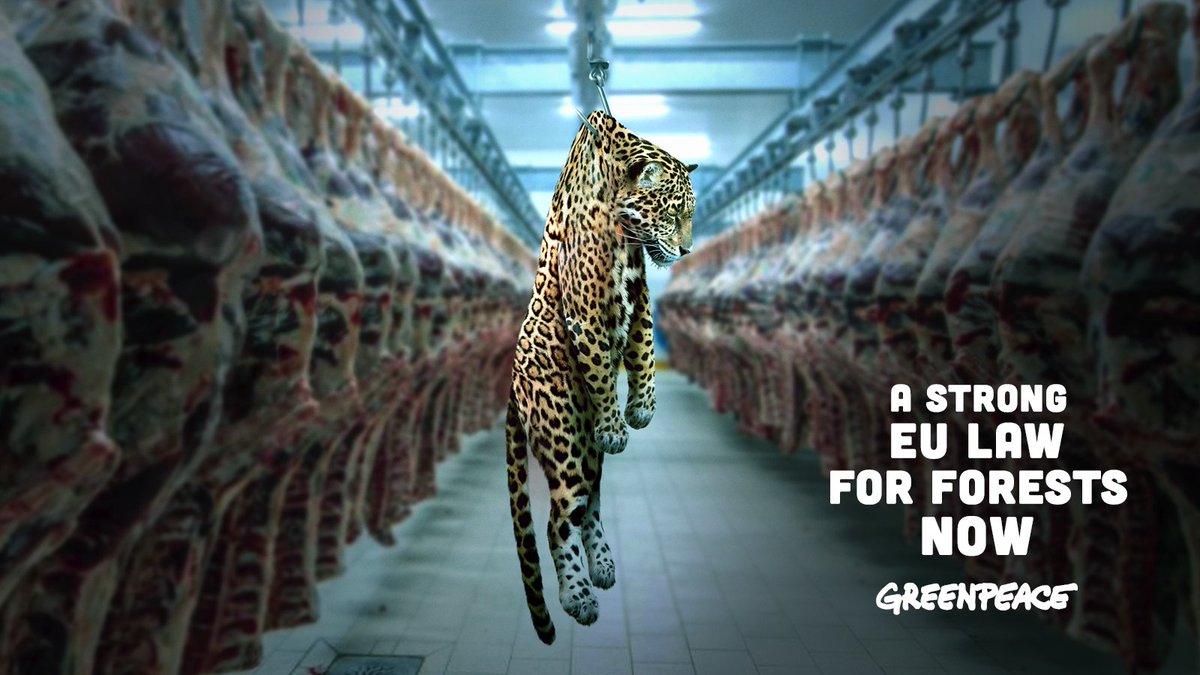 🔥Forêts en danger ! Le <a href="/EPPGroup/">EPP Group</a> veut simplifier la loi contre la déforestation, mais leurs amendements affaiblissent ce règlement essentiel. @MarcAngel_lu <a href="/CharlesGoerens/">Charles Goerens</a> <a href="/iwiseler/">Isabel Wiseler-Lima</a> @MetzTilly <a href="/CHansenEU/">Christophe Hansen</a>, votez CONTRE ces changements &amp; la proposition de délai ce jeudi !