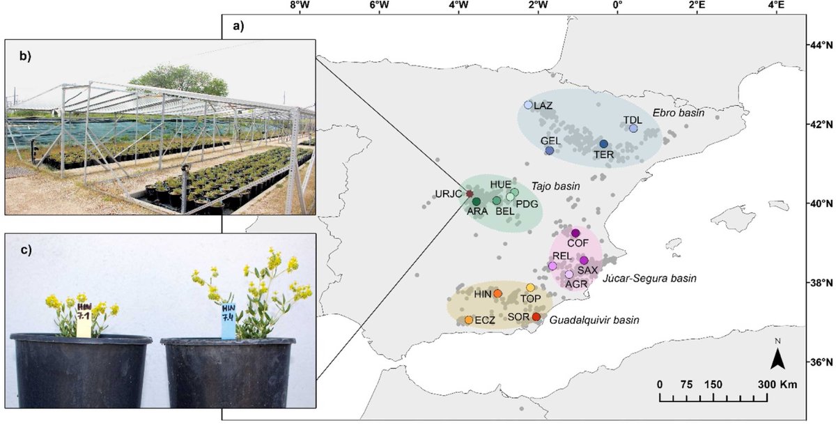 NL Inst of Ecology (@niooknaw) on Twitter photo New publication: Drivers of phenotypic variation and plasticity to drought in populations of a Mediterranean #shrub along an environmental gradient, by <a href="/MBlanco_Sanchez/">Mario Blanco Sánchez</a> and others. #climatechange #gypsophiles #evolution
doi.org/10.1016/j.enve… New publication: Drivers of phenotypic variation and plasticity to drought in populations of a Mediterranean #shrub along an environmental gradient, by <a href="/MBlanco_Sanchez/">Mario Blanco Sánchez</a> and others. #climatechange #gypsophiles #evolution
doi.org/10.1016/j.enve…