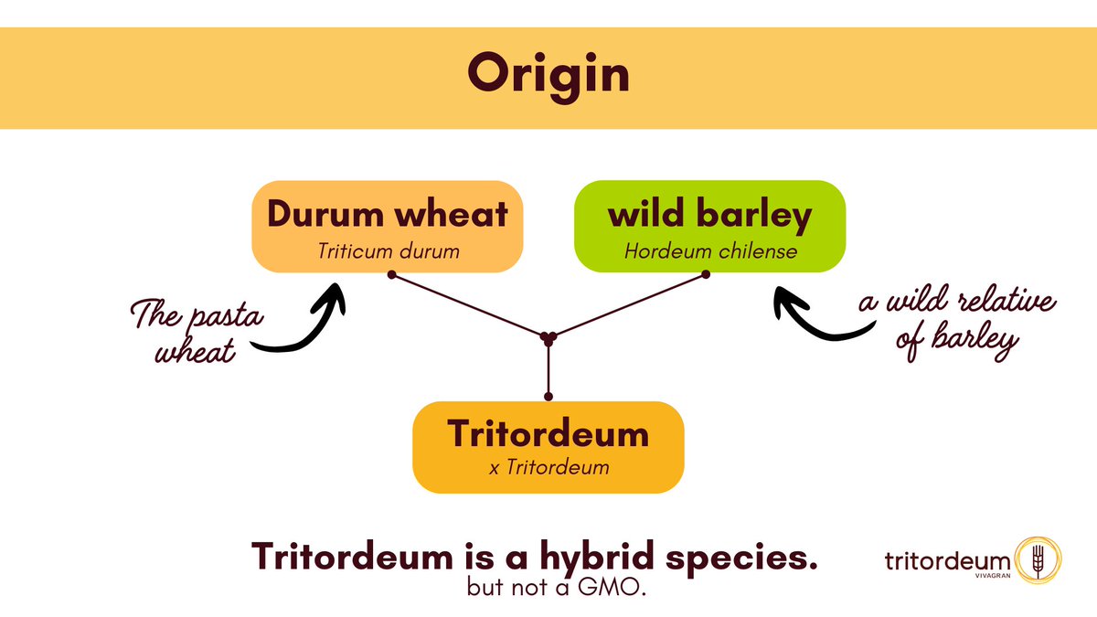 Tritordeum tweet media