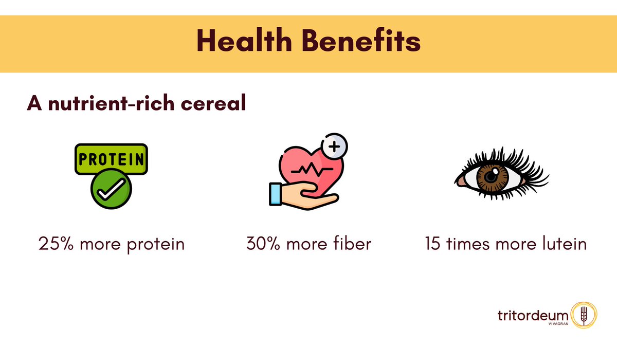 🌾 Discover Tritordeum flour – the golden cereal! 🌍💛 Packed with fiber, eye-healthy lutein, &amp; lower gluten, it's perfect for breads, pastries, and even pizza. Sustainably grown, nutritionally rich, and deliciously versatile! 🍞🍺 #Tritordeum #SustainableFood #Nutrition