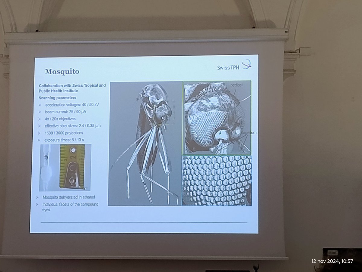 Alice Macente tweet media