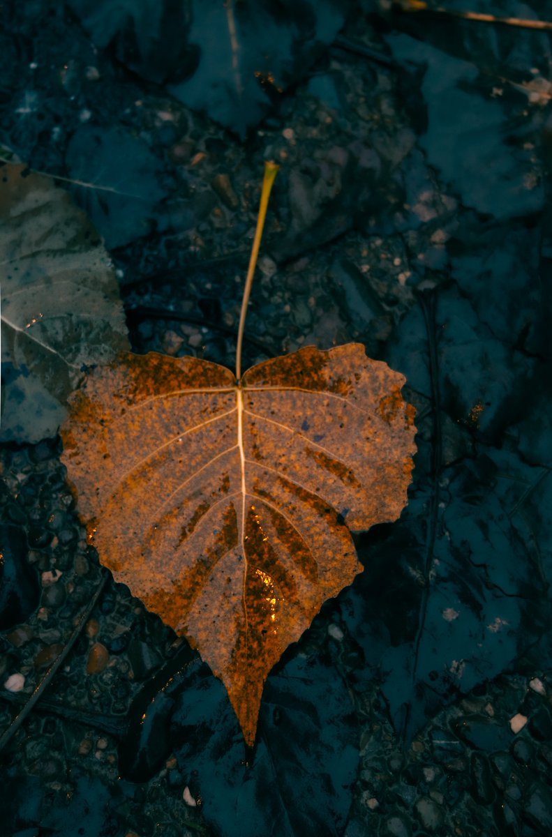 فاطـمه tweet media