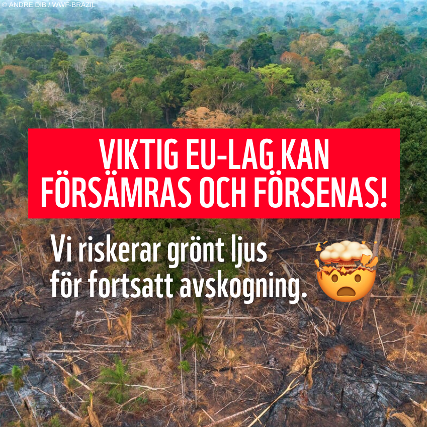 WWFSverige's tweet image. SVENSKA EU-PARLAMENTARIKER – RÖSTA NEJ TILL ATT FÖRSENA OCH FÖRSVAGA AVSKOGNINGSLAGEN!📣🪵

Tycker du att varorna vi köper här i Europa ska få bidra till avskogning i andra delar av världen, till exempel i Amazonas? Inte vi heller. Därför uppmanar vi våra svenska…