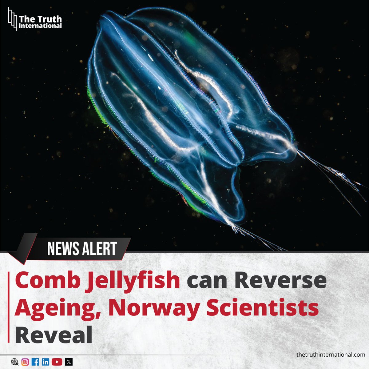 ttimagazine's tweet image. Comb jellyfish can reverse ageing, Norway scientists reveal

For Detail
thetruthinternational.com/science-tech/c…

#comb #jellyfish #norway #ageing #norway #scientists #reveal #tti #TheTruthinternational #ttimagazinet/