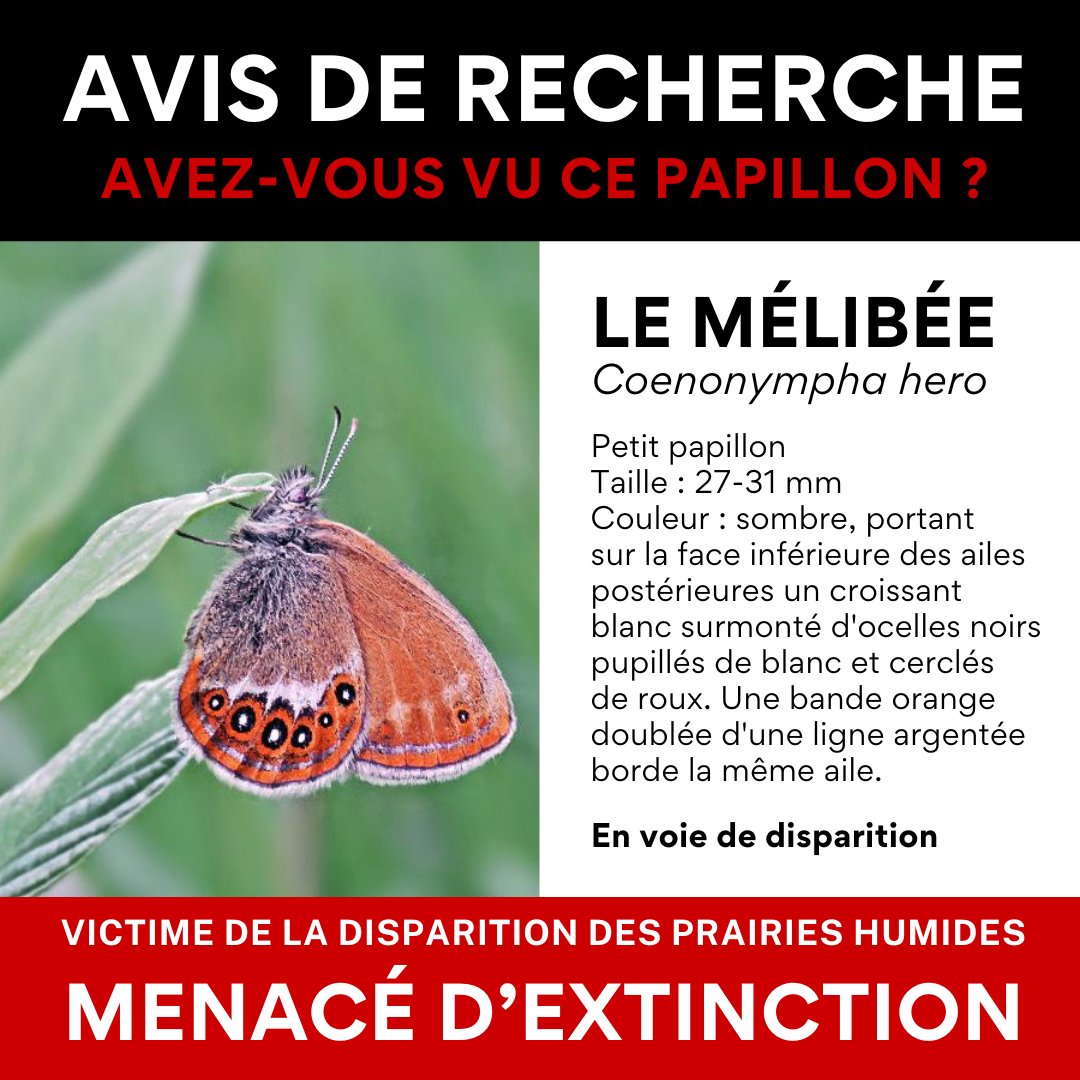 AssoPollinis's tweet image. Le Mélibée (Coenonympha hero), également connu sous le nom de Fadet de l'Élyme, est un papillon de jour qui fait partie des espèces les plus menacées en France et Europe. 🧵
#StopExtinction