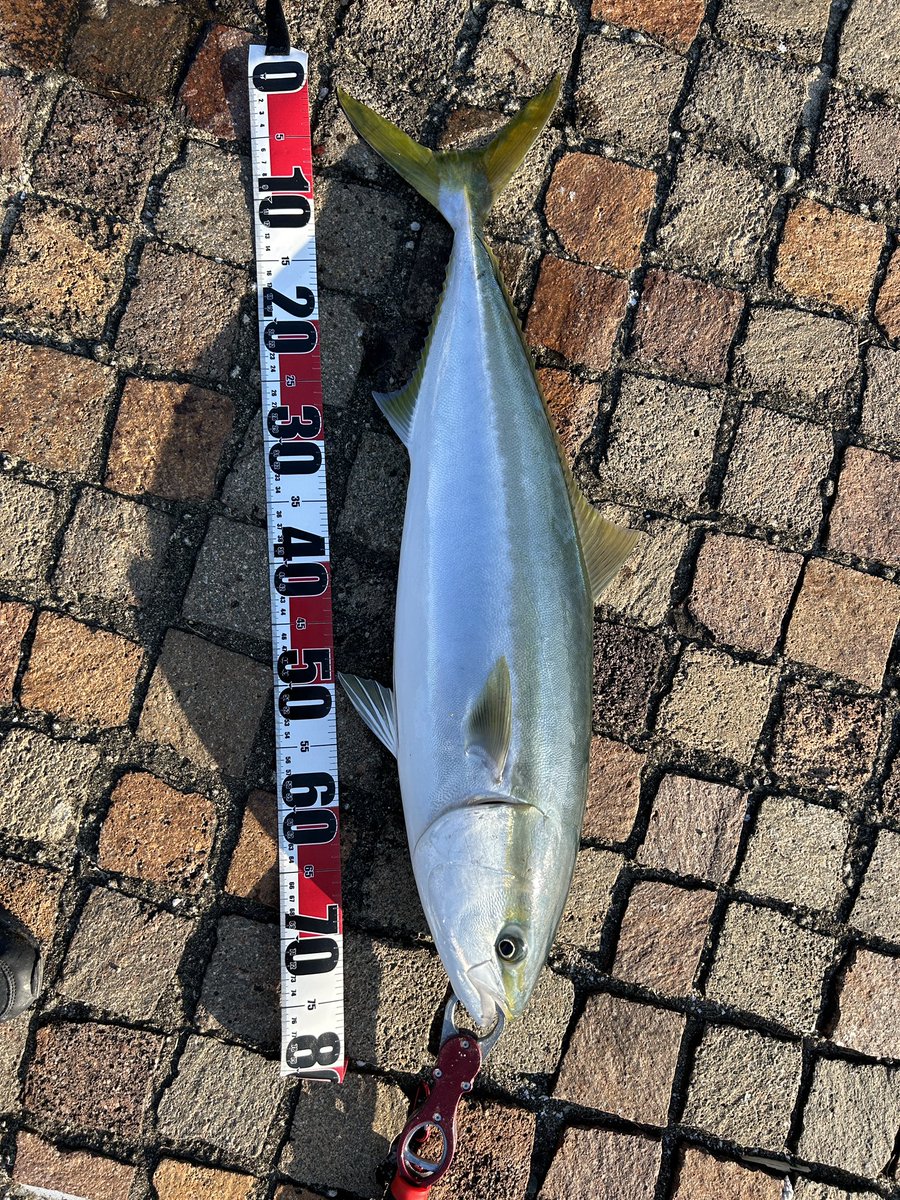 下関市釣り初心者さん tweet media