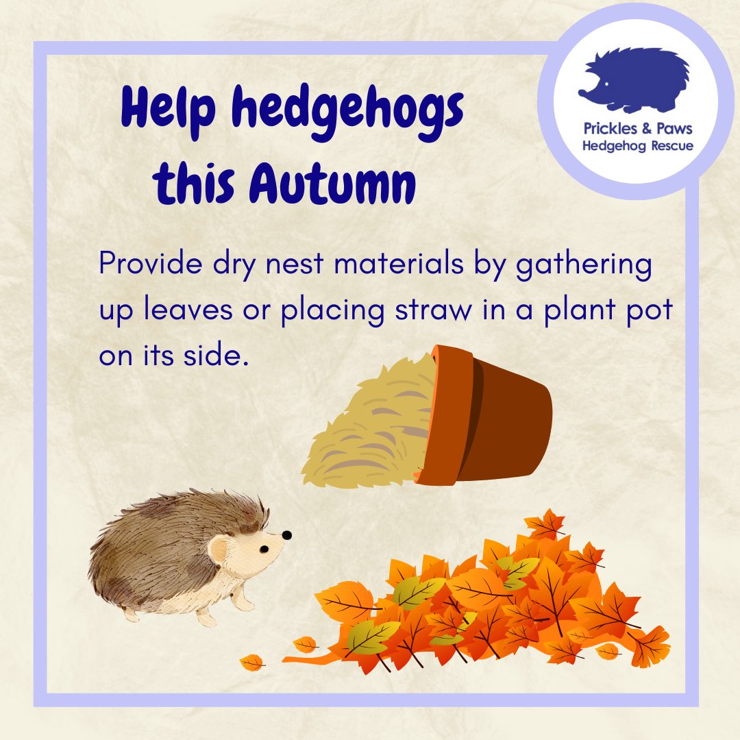There are lots of things you can do to help hedgehogs this autumn. With our current wet weather there is limited dry nest material. You can pop some dry nesting material in a plant pots on its side for hedgehogs to help themselves to.