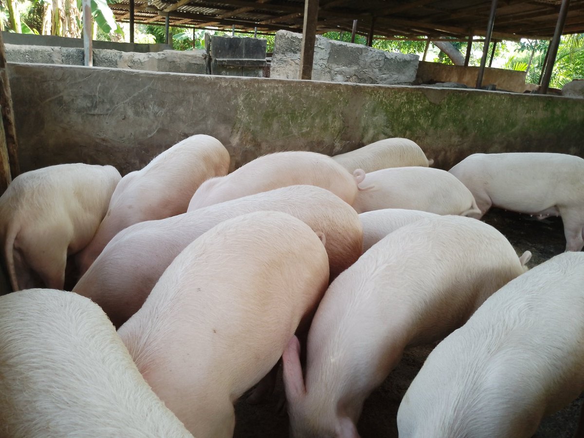 ViFarmsGh's tweet photo. One of the ways to reduce your cost as a business is backward integration. 
As a pig 🐖 farm, with about 70%  of your cost going into feeding, one of the ways to reduce cost is to produce some of your feed ingredients.

#LeanPork #PigFarming #Sustainability https://t.co/0UpnjAc0jz