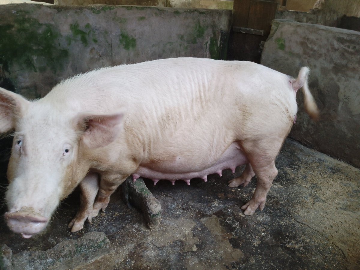 ViFarmsGh's tweet photo. One of the ways to reduce your cost as a business is backward integration. 
As a pig 🐖 farm, with about 70%  of your cost going into feeding, one of the ways to reduce cost is to produce some of your feed ingredients.

#LeanPork #PigFarming #Sustainability https://t.co/0UpnjAc0jz