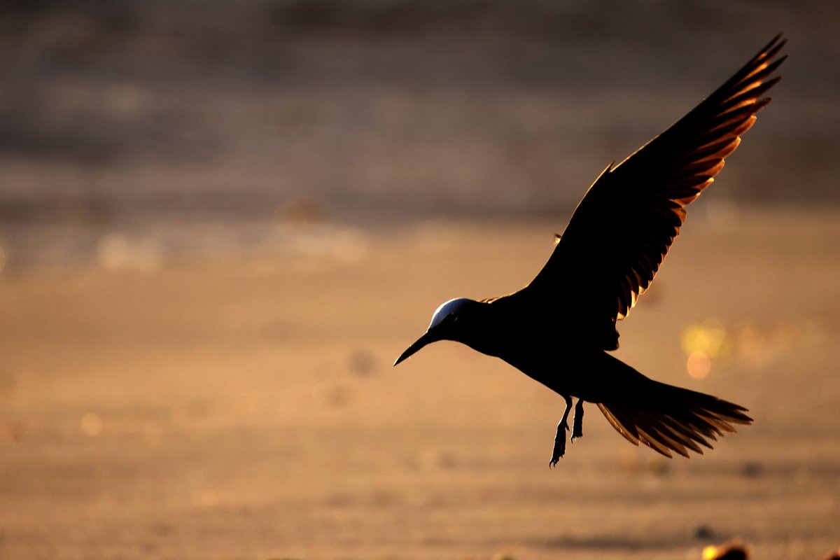 Black Noddy at sunset on Lord Howe Island recently. #seabirds #birds #WildOz