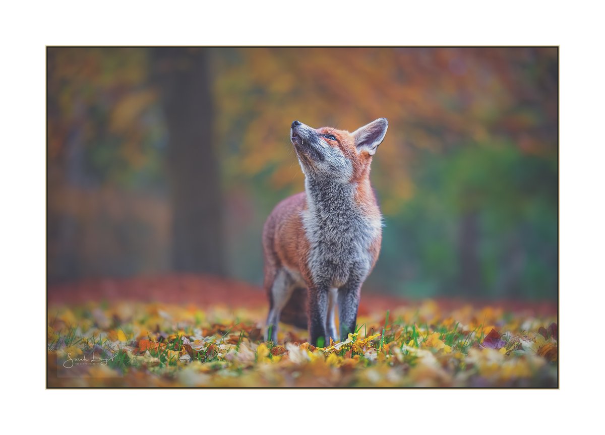 Jay_B_Photos's tweet photo. Here are the top four photographs for #sharemondays2024. All super images and it was hard to pick a top four. It's even harder to pick a winner! @_grantbulloch @lawsmithphoto @ruddyrutherford @MiradorDesign https://t.co/ZxKyTPLyG1
