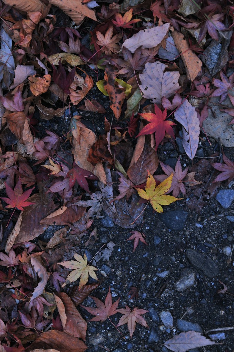 tomihara_nozomi's tweet photo. ใ่ฝใก่ใ#fallenleaves #defoliation #deadleaves #autumnleaves #autumn #nikoncreators #nikond300 #photograph #photography #่ฝใก่ #่ฝ่ #ๆฏใ่ #็ด
่ #็ง #ๅ็ #ใใคใใฎๅ็ #ๅ็ๅฅฝใ #ๅ็ใงไผใใใ็งใฎไธ็ #ๅ็ๅฅฝใใชไบบใจ็นใใใใ #ๆญฉๆฅฝ้ๅ็้จ https://t.co/urXLehEc4W