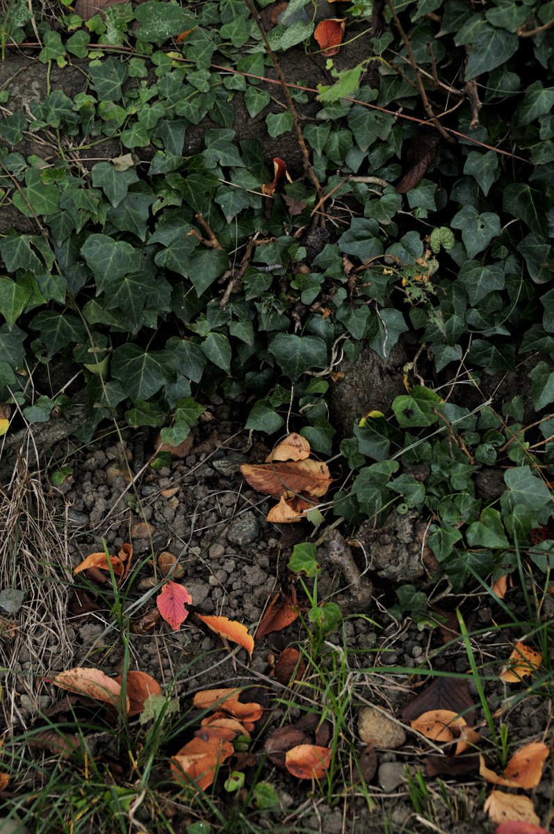 tomihara_nozomi's tweet photo. ใ่ฝใก่ใ#fallenleaves #defoliation #deadleaves #autumnleaves #autumn #nikoncreators #nikond300 #photograph #photography #่ฝใก่ #่ฝ่ #ๆฏใ่ #็ด
่ #็ง #ๅ็ #ใใคใใฎๅ็ #ๅ็ๅฅฝใ #ๅ็ใงไผใใใ็งใฎไธ็ #ๅ็ๅฅฝใใชไบบใจ็นใใใใ #ๆญฉๆฅฝ้ๅ็้จ https://t.co/urXLehEc4W