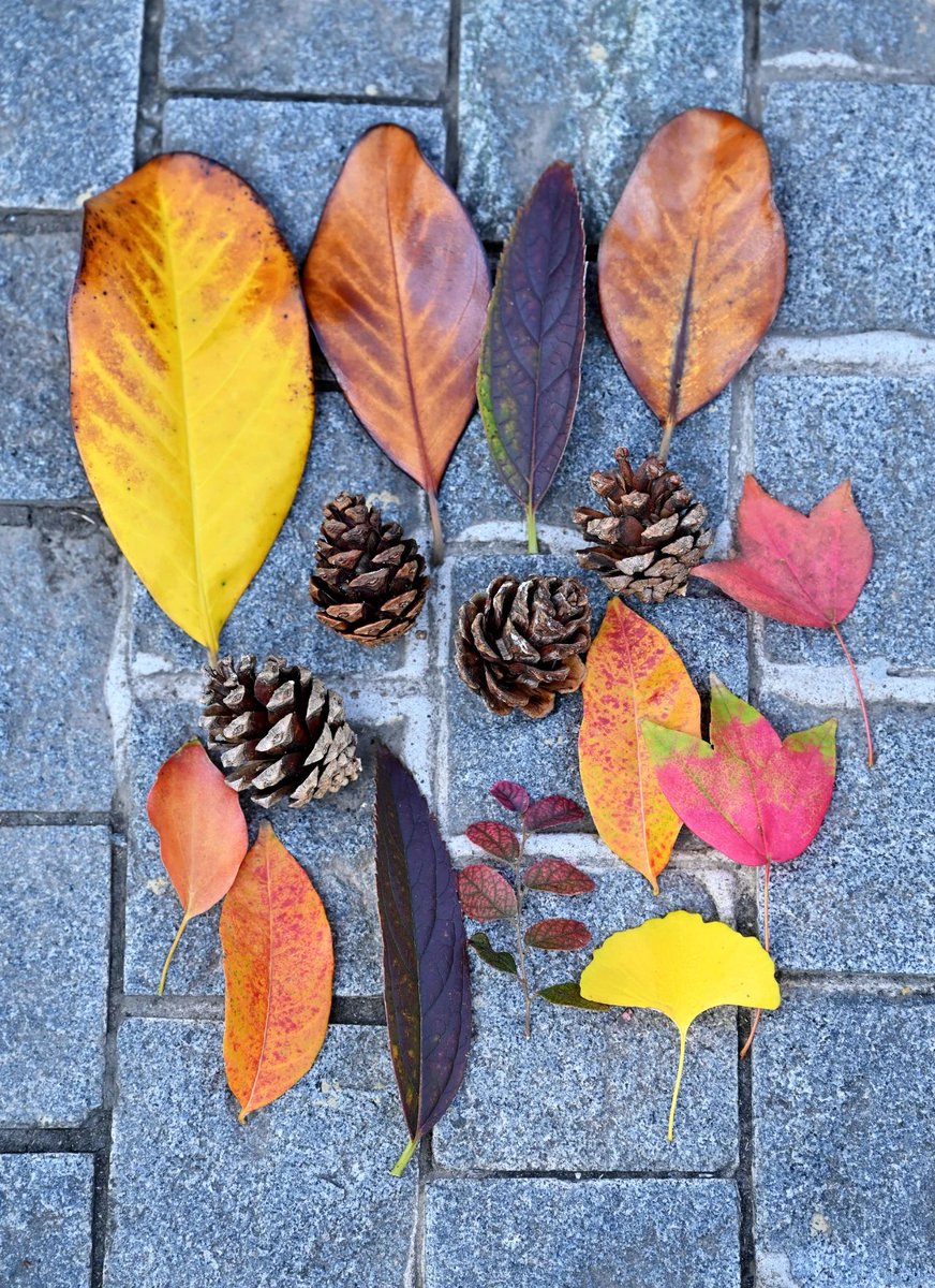 HaianNantong's tweet image. A new trend in Hai'an: Autumn Foraging! Locals are gathering leaves, pinecones, and chestnuts from parks and pathways, cherishing nature’s autumn gifts. Fill your pockets with fall leaves and keep a little of autumn’s romance and poetry with you. #AutumnInHaiAn #ForagingFun