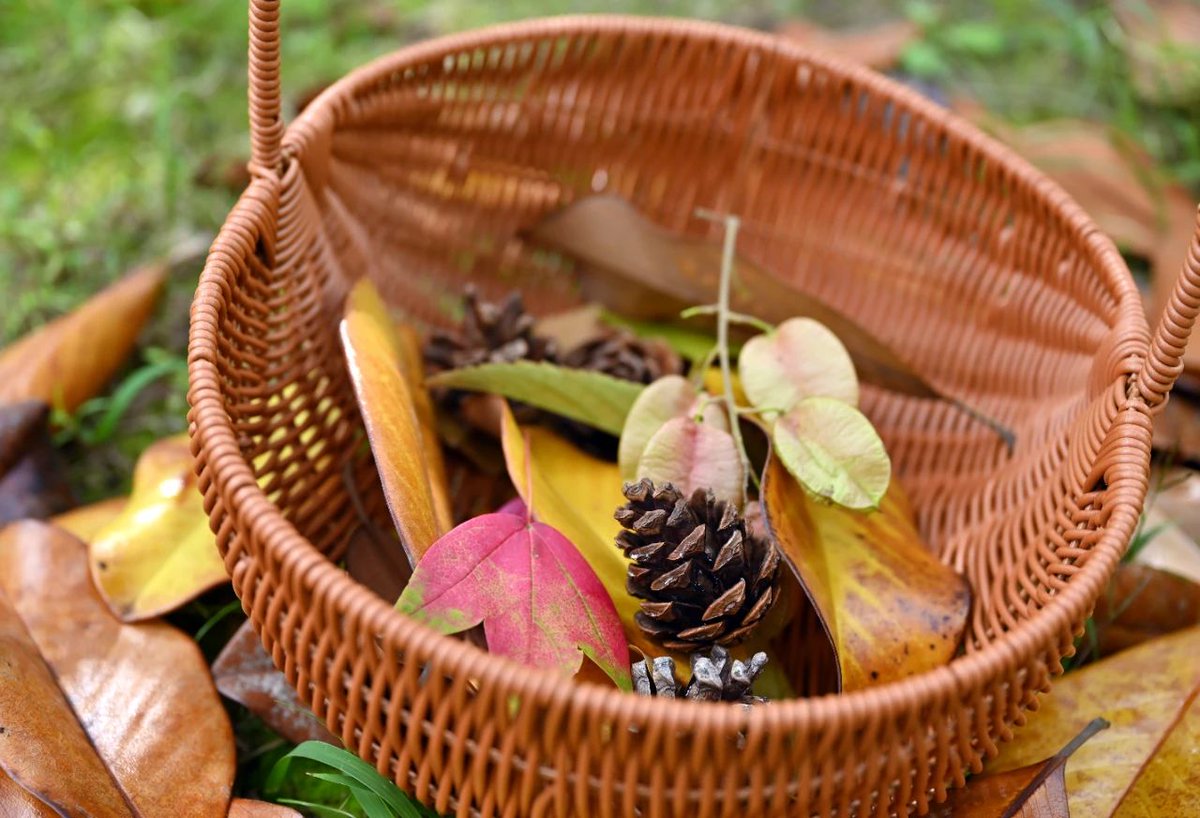 HaianNantong's tweet image. A new trend in Hai'an: Autumn Foraging! Locals are gathering leaves, pinecones, and chestnuts from parks and pathways, cherishing nature’s autumn gifts. Fill your pockets with fall leaves and keep a little of autumn’s romance and poetry with you. #AutumnInHaiAn #ForagingFun