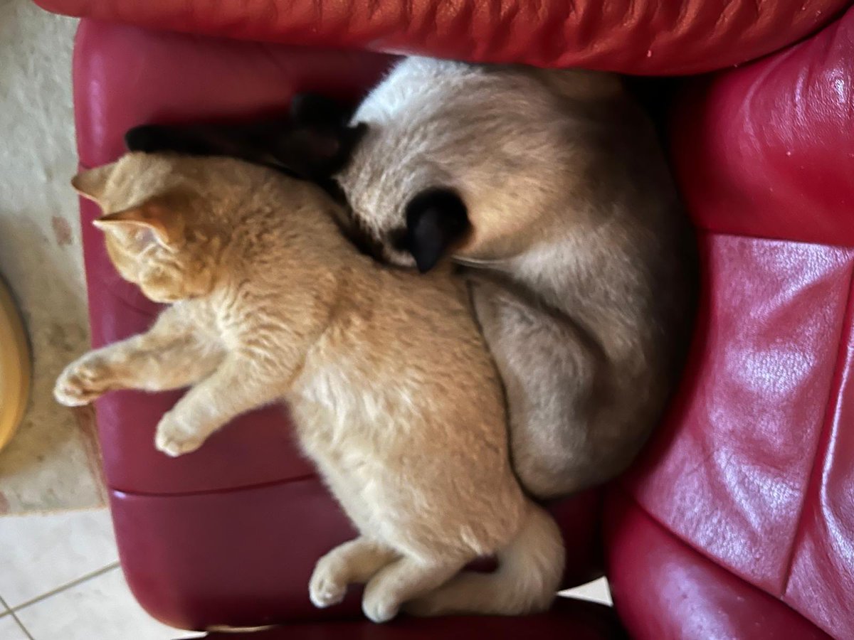 Some kitty cuddles for your morning