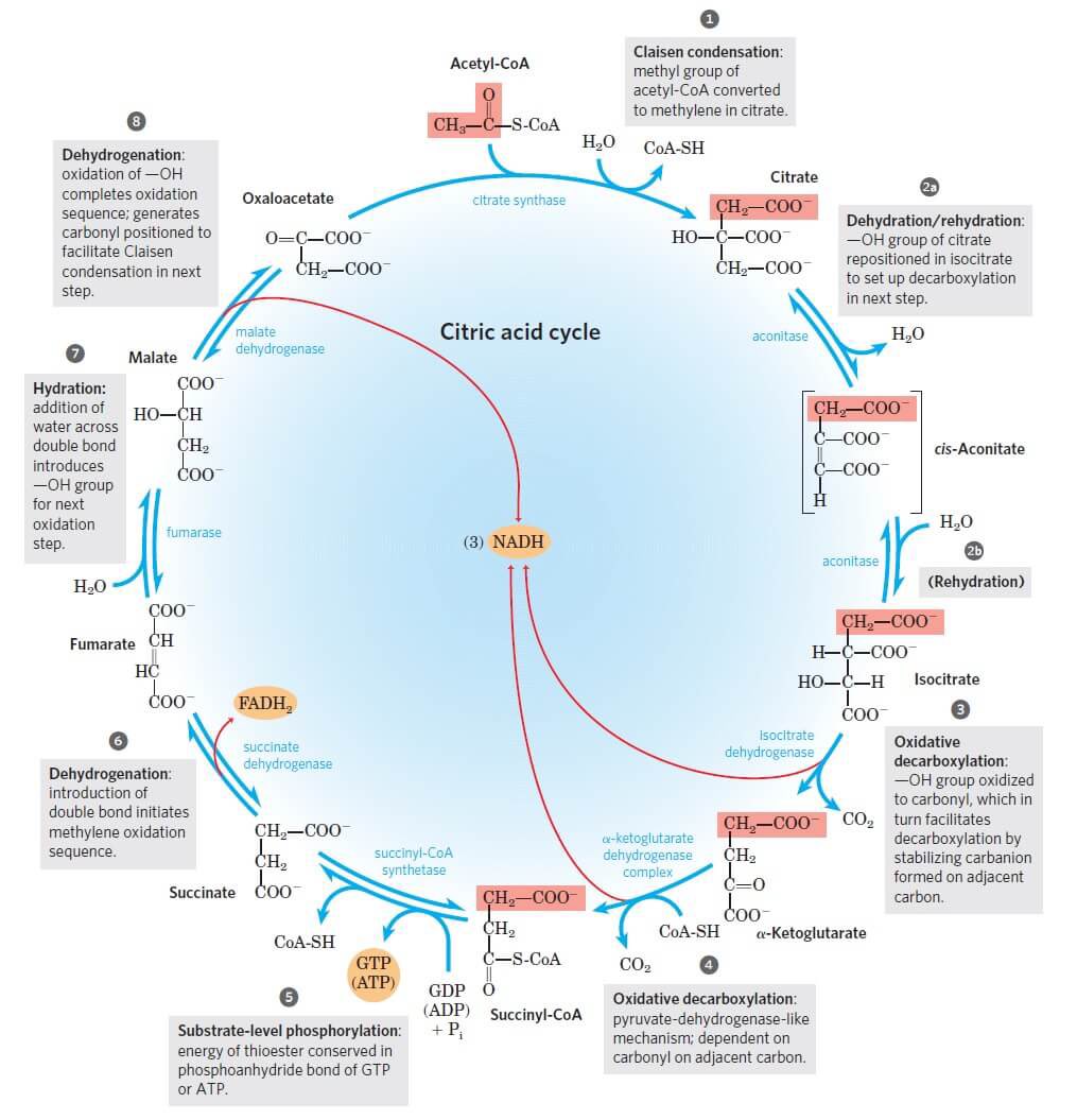 NutrioSci's tweet photo. Krebs cycle https://t.co/OcnLBVBoxY