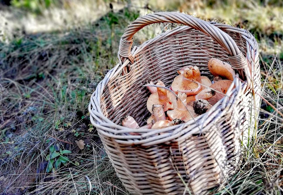Recerca i Transferència UdL (@udl_rdi) on Twitter photo 🆕 El canvi climàtic podria reduir la producció de ceps i pinetells a Catalunya, segons una recerca de la <a href="/UdL_info/">Universitat de Lleida (UdL)</a>, el <a href="/ctforestal/">CTFC</a> i <a href="/Agrotecnio/">Agrotecnio Research Centre</a> amb models basats en l'aprenentatge automàtic.
👉 recercaitransferencia.udl.cat/ca/noticies/El… 🆕 El canvi climàtic podria reduir la producció de ceps i pinetells a Catalunya, segons una recerca de la <a href="/UdL_info/">Universitat de Lleida (UdL)</a>, el <a href="/ctforestal/">CTFC</a> i <a href="/Agrotecnio/">Agrotecnio Research Centre</a> amb models basats en l'aprenentatge automàtic.
👉 recercaitransferencia.udl.cat/ca/noticies/El…