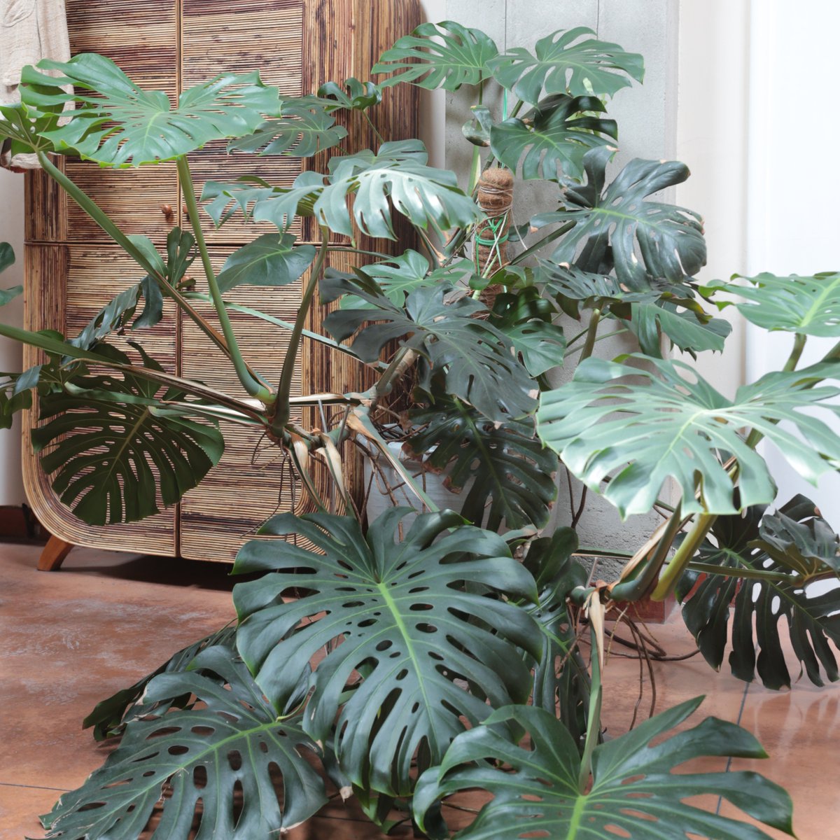 RRamiStudio's tweet image. Green vibes only! This is Monstera Deliciosa, a key member of our Green Staff. She thrives in her favorite corner here at the studio, just like our creativity!

#RiccardoRamiStudio #GreenDesign #UrbanJungle #CreativityUnleashed #InspiringDetails #monsteradeliciosa