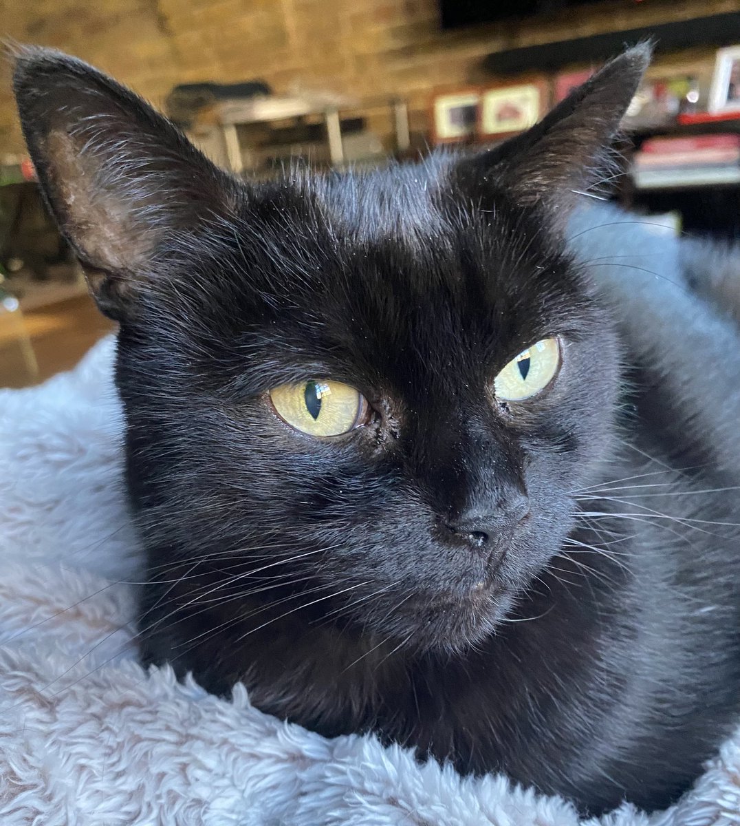 juanitafan's tweet photo. Good meowning dear furriends it is #whiskerwednesday so gimme treats demands Missy ๐โโฌ #panfursquad #CatsOfX #blackcatrules https://t.co/8Eq93kgk0g