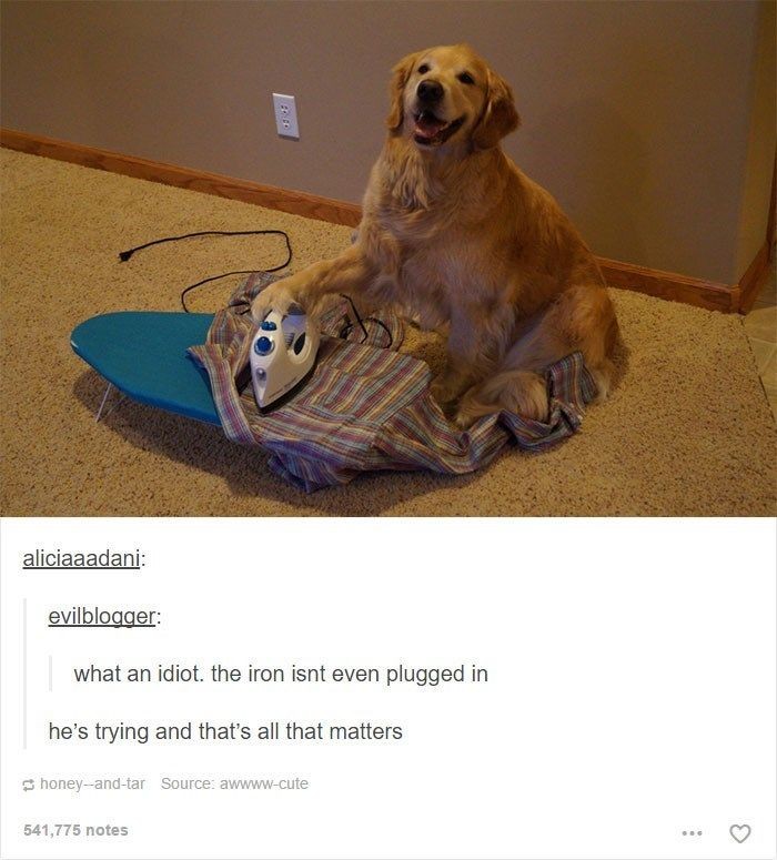 caninepoetry tweet media