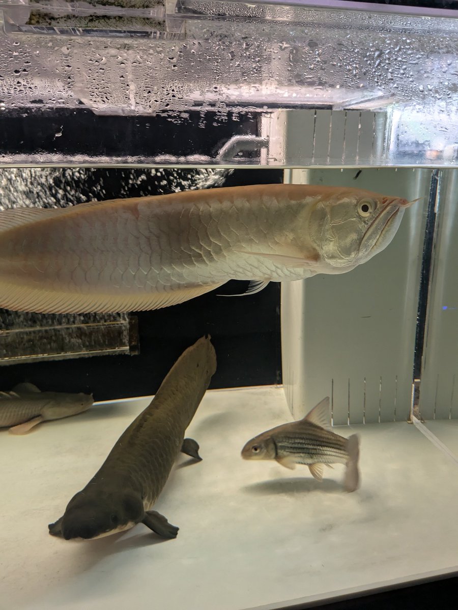 水槽の規模縮小のため格安販売。