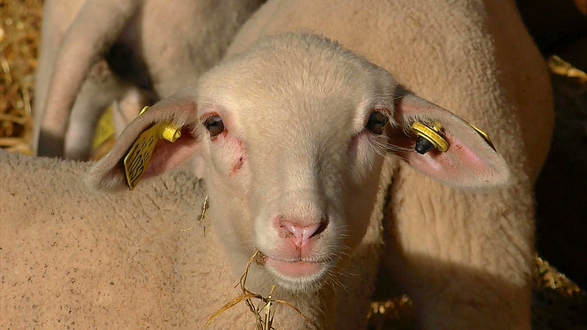 LaTrame's tweet photo. Réalisé en 2021, Animalités a été filmé à l’exploitation du Lycée Agricole La Cazotte spécialisé dans l’élevage équin et ovin, dans le cadre d’une résidence d’artiste en partenariat avec la région @Occitanie et la DRAC Occitanie. https://t.co/hUu8t9pgEV