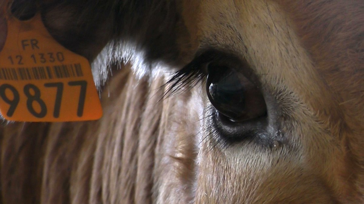 LaTrame's tweet photo. Réalisé en 2021, Animalités a été filmé à l’exploitation du Lycée Agricole La Cazotte spécialisé dans l’élevage équin et ovin, dans le cadre d’une résidence d’artiste en partenariat avec la région @Occitanie et la DRAC Occitanie. https://t.co/hUu8t9pgEV