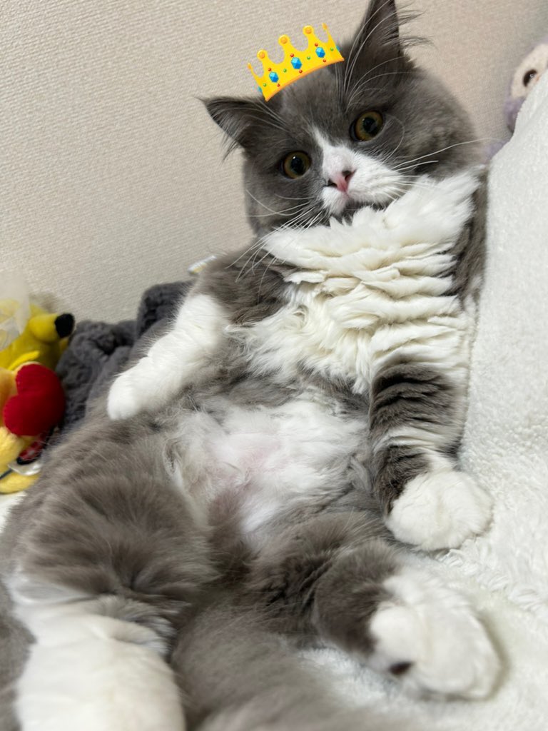 _parutan_'s tweet photo. 王冠が似合うぱるたん
 #ミヌエット
 #ねこの居る暮らし
 #猫好きさんと繋がりたい https://t.co/zHdZKUWaeT