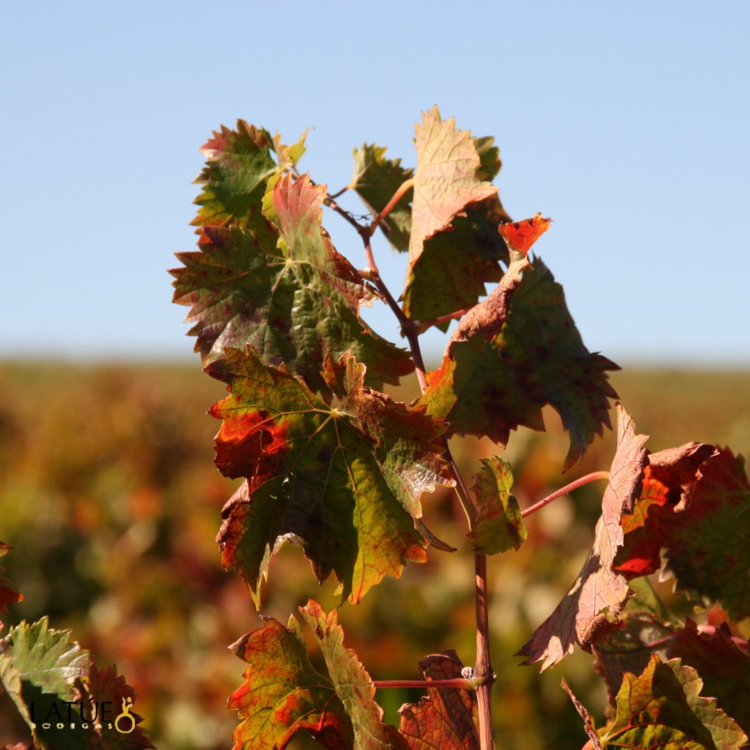 El otoño es un recordatorio de la belleza del cambio y la serenidad de la naturaleza que se prepara para descansar.  #FelizMiercoles a todos