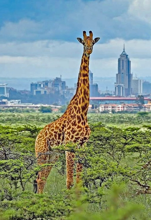 AlphadeanS's tweet photo. Discover Nairobi with Us! 📷📷
From the heart of the city to the breathtaking Nairobi National Park,  
#NairobiExcursion #ExploreNairobi #KenyaAdventures #WildlifeInTheCity #TravelAfrica #DiscoverKenya https://t.co/PMg7CTLhJa