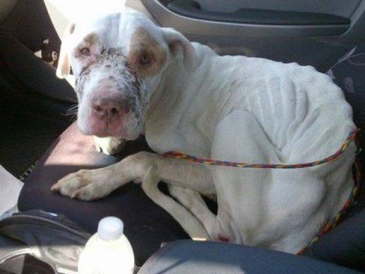 Happy Dog tweet media