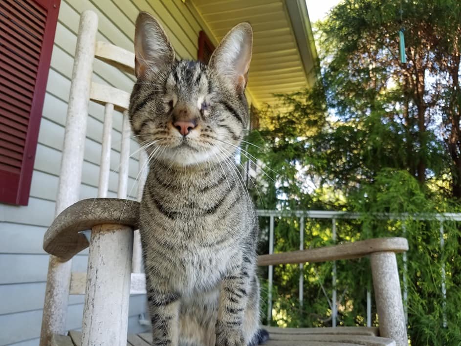 Pebbles Blind Cat tweet media