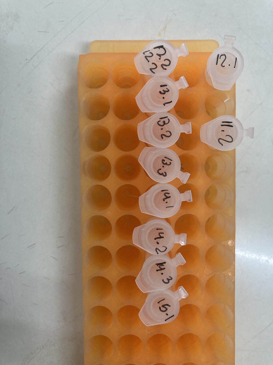 MayThuThuWin1's tweet photo. Molecular work for Anchovies Taxo in Thailand. 
#molecular
#genetic
#marinescience 
#marinescientist 
#Burmese https://t.co/3hh79zWyvt