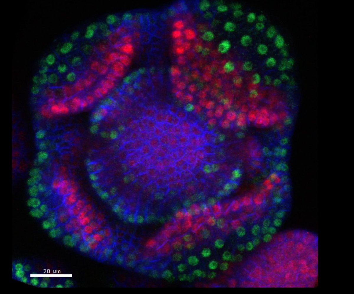 Please repost. We are offering a rare opportunity to work as a postdoc or PhD within an international network pushing the boundaries of developmental biology.  Please contact me ASAP if interested. sydney.edu.au/science/news-a…