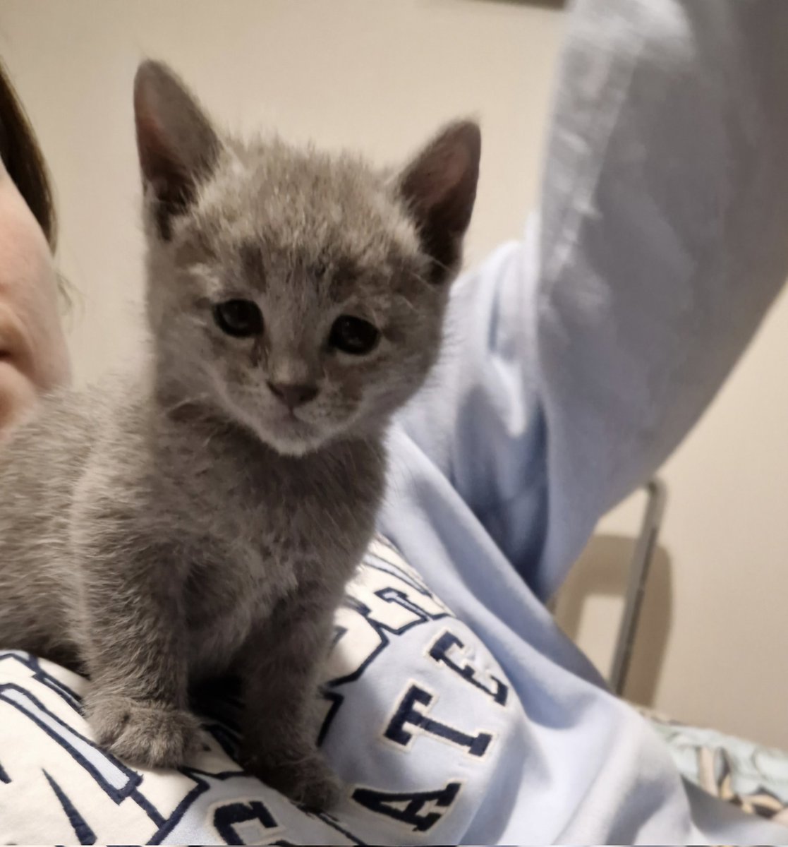 Ruiseanach Russian Blues tweet media