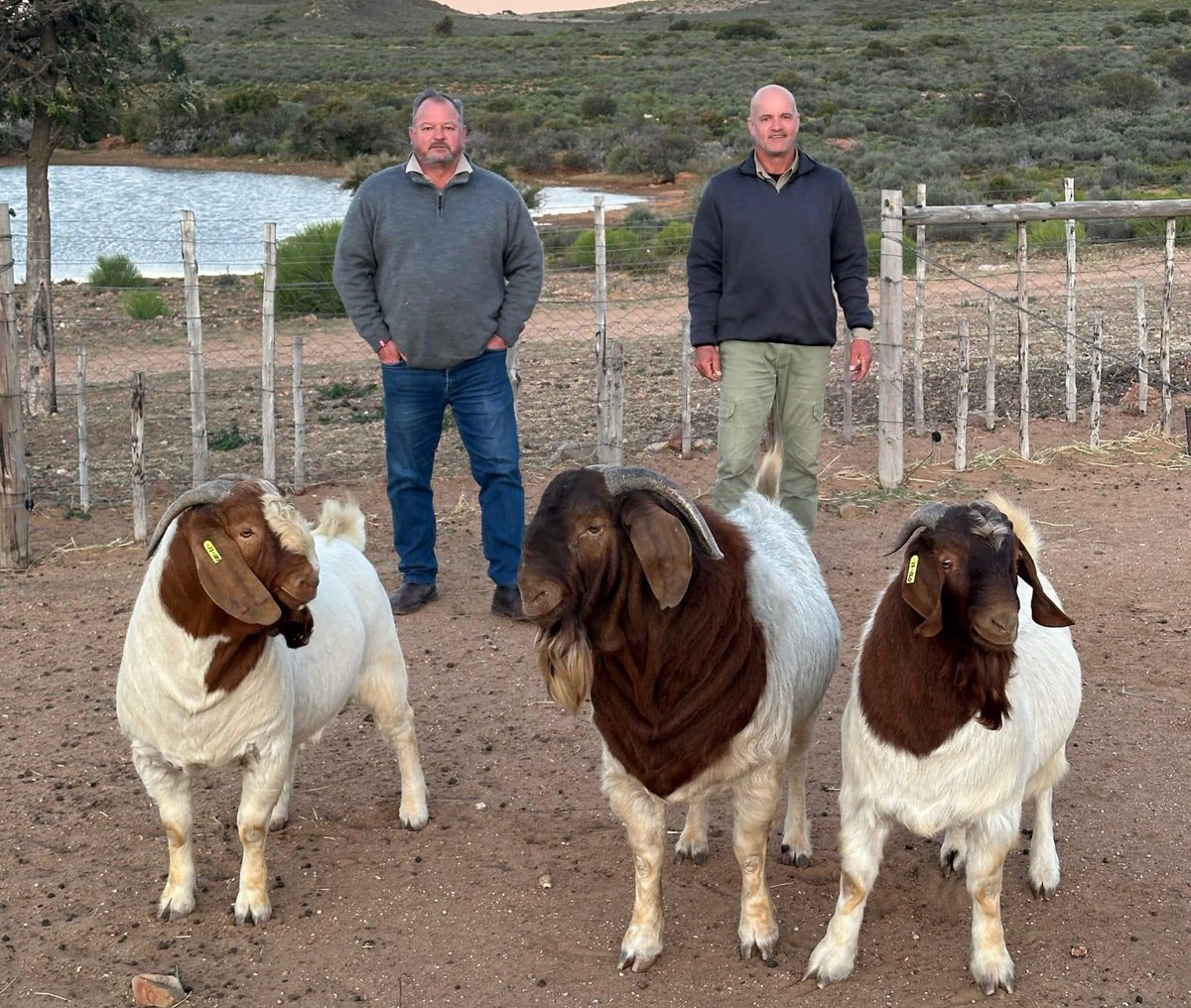 Veeplaas1's tweet photo. The Groot River Mountains between Willowmore and Jansenville is home to Kosie and Hennie Mentz’s farm, Worlds View. The hardy #Boergoats and #Meatmasters they farm are their pride and joy. Read more on #AgriOrbit: https://t.co/pTigBBRPke https://t.co/6FBVh5Mn06