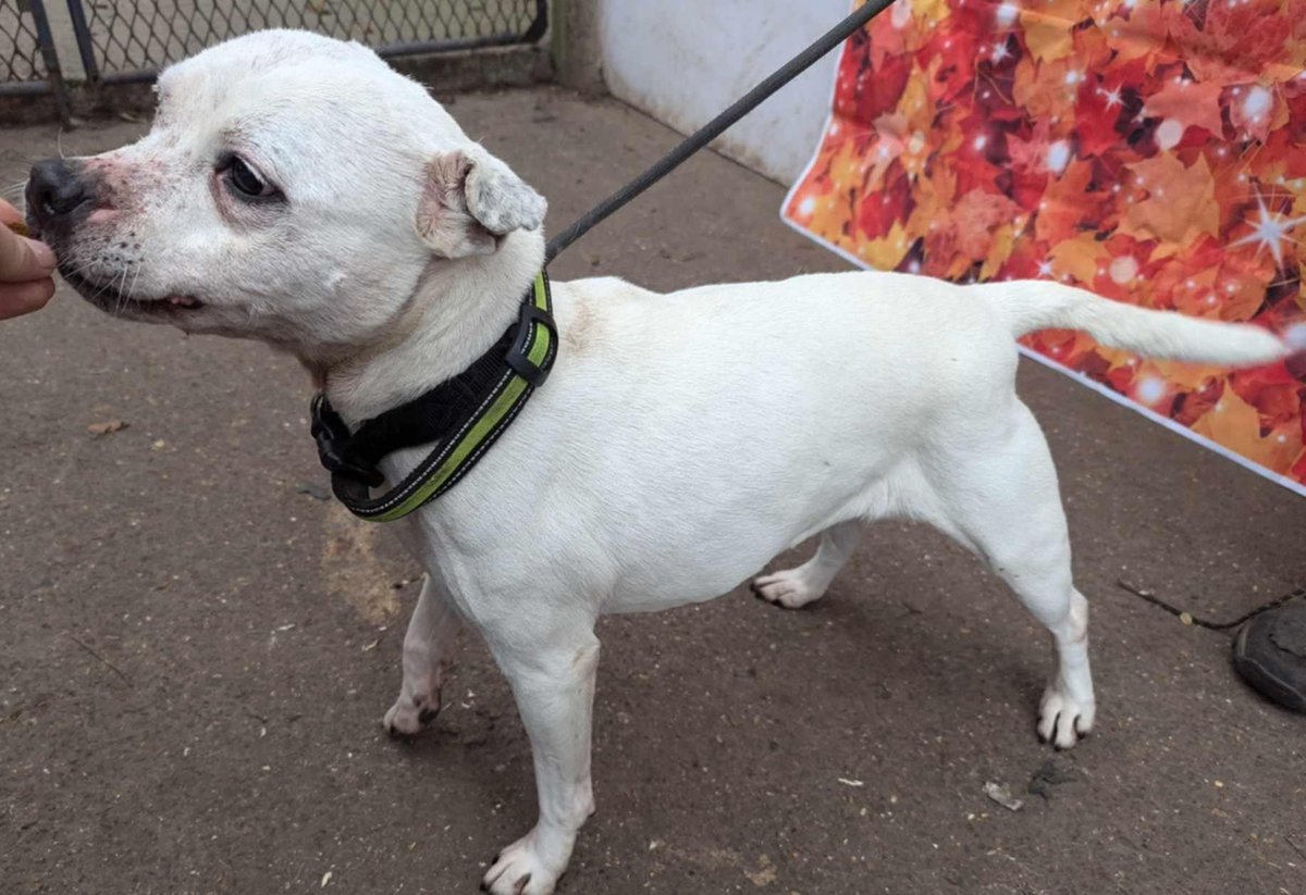 Urgent, please retweet to help Jessy aged 11-12 find a forever or foster home #SUSSEX #UK 
Available for adoption, registered British charity✅
11.5 years young and dumped in an area where it is hard to get  rescue shelter placements and where these dogs are all on limited time