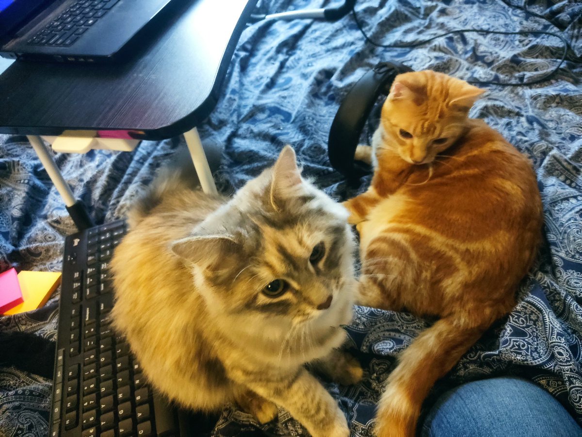 Darba intervija uz Telco admina vakanci. Zvana vidū kaķi sāk tā dauzīties, ka netīšām nospiežu power pogu, un kompis izslēdzas. Te nu bija cilvēks, kurš var nodrošināt nepārtrauktus sakarus 😂

Nesaistīti, kā labāk līdz rītdienai apgūt CCNA tēmas?