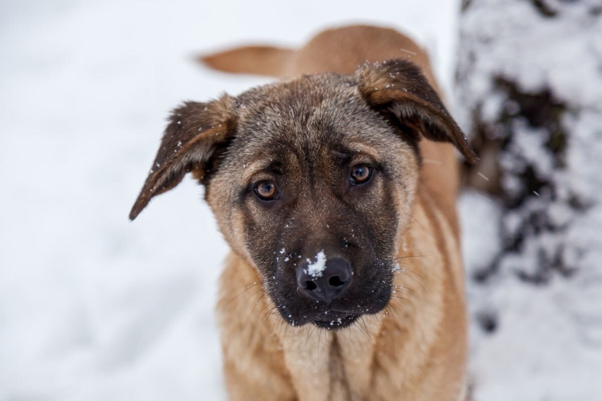 В трех районах Оренбургской области три месяца будут убивать собак

НАСТОЯЩИЙ МАТЕРИАЛ (ИНФОРМАЦИЯ) ПРОИЗВЕДЕН И РАСПРОСТРАНЕН ИНОСТРАННЫМ АГЕНТОМ «КЕДР.МЕДИА» ЛИБО КАСАЕТСЯ ДЕЯТЕЛЬНОСТИ ИНОСТРАННОГО АГЕНТА «КЕДР.МЕДИА». 18+

kedr.media/news/v-treh-ra…

Фото: Dog Breeds