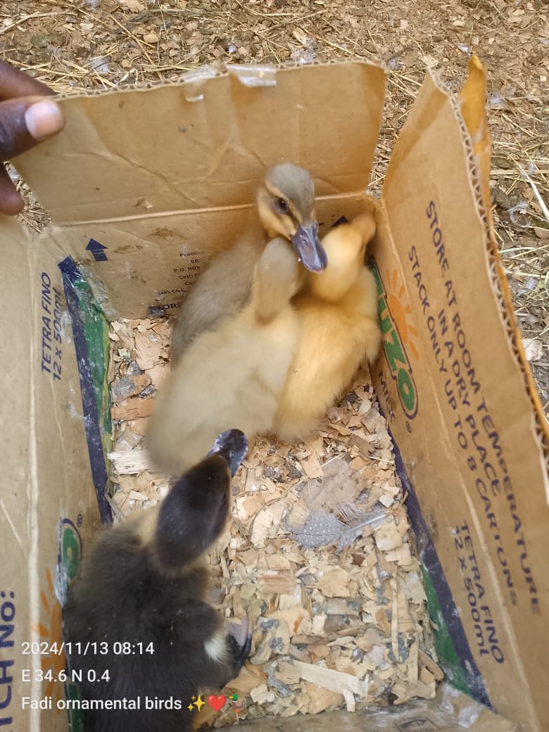 Nimewaingiza box.