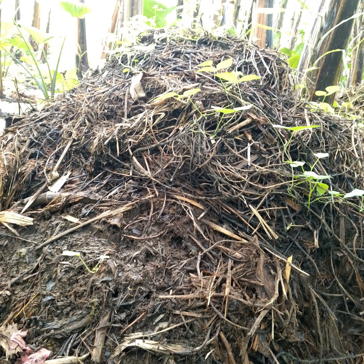 Iradukunda1650's tweet image. #hello farmers  it&apos;s very important to use organic manure because #improving sustainable management of soil doesn&apos;t affect human consumption ✨