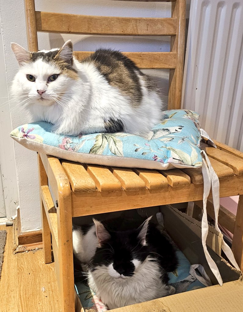 HRHQueenK's tweet image. She's even invading my quiet spot by the radiator in Mum's office !! Can a Queen get no peace ????
#QueenK #Hedgewatch #badpanda