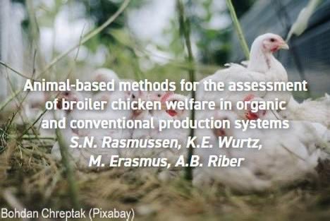 #NewResearchAlert
"Animal-based methods for the assessment of broiler chicken welfare in organic and conventional production systems" by Rasmussen et al. 
Get the full paper here: applied-ethology.org/Papers_by_Memb…

#broilerwelfare #organicproduction #organicpoultry