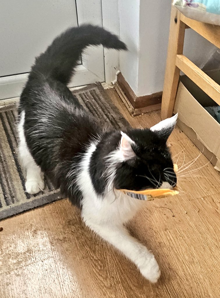 GremlintheFloof's tweet photo. Once again.. whoever could have stolen the crinkly treat bag?? Not me obviously, I'm just tidying up ๐น๐น
#kali #gremlin #Hedgewatch #badpanda https://t.co/1eCaBvuHek